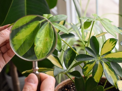 Szkodniki roślin doniczkowych. Jak rozpoznać i skutecznie zwalczyć niechcianych lokatorów?