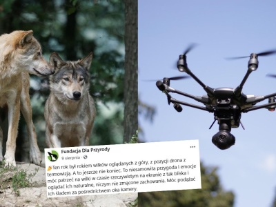 Drony okazały się ciekawym narzędziem do badania populacji wilka