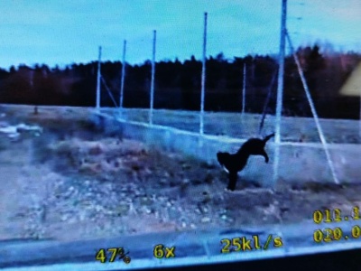 Chwile grozy przy S7. Pies zawisł na ogrodzeniu