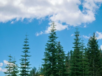 Pamiętają czasy piramid. Prawda o „najstarszych drzewach świata” zaskakuje.