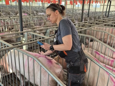 Jak potwierdzić ciążę u loch wykorzystując USG i grubość słoniny grzbietowej? Zootechnik radzi!