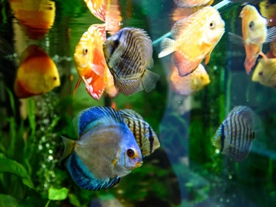 Akcesoria akwarystyczne – Czego potrzebujesz i gdzie szukać?