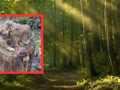 Leśnicy pokazali, co zauważyli na pniach drzew. 