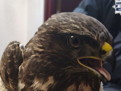 Gigantyczny ptak walczył o życie – mieszkańcy ruszyli z pomocą!