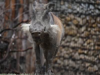 Na koniec roku warto wybrać się do zamojskiego zoo. Wstęp jest bezpłatny