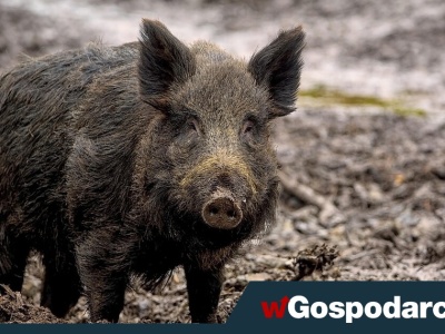 ASF kosztował Polskę 20 mld zł