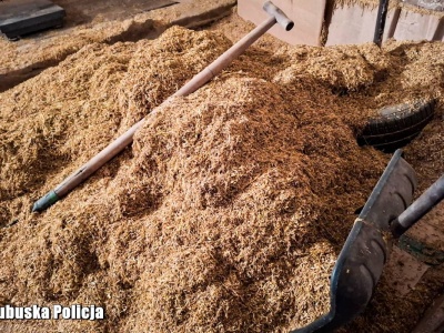 Nielegalne wytwarzanie wyrobów tytoniowych w… oborze