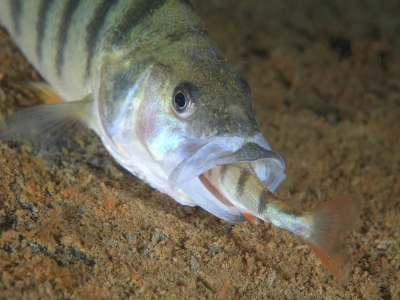 Padł rekord Polski. Wędkarz: Ryba miała niespotykane kształty