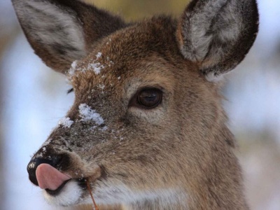 Hodowla jeleni na Białołęce -niezwykła ostoja zwierząt w granicach Warszawy