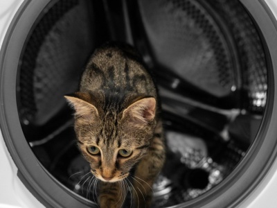 Kot przeżył cykl prania. 