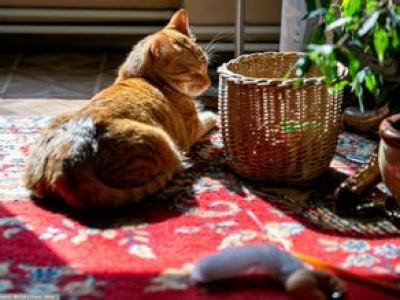 Kot przetrwał godzinę w pralce. Walczyli o jego życie całą noc