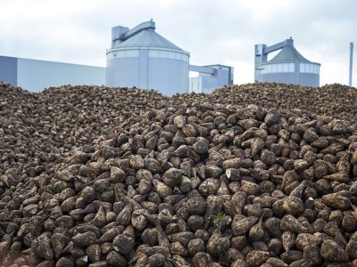 Buraki cukrowe pod lupą. Rolnicy kwestionują rozliczenia z cukrowni