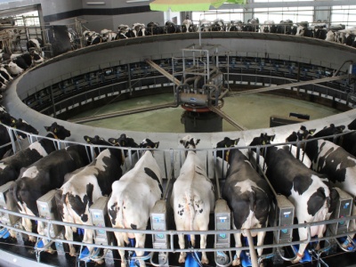 Rynek mleka w 2025 r. Od stabilizacji do narastającego kryzysu