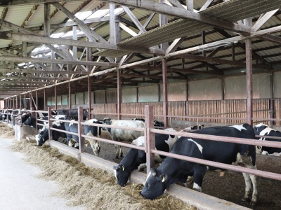 Kolejne ogniska choroby niebieskiego języka potwierdzone. GIW publikuje alarmujący komunikat