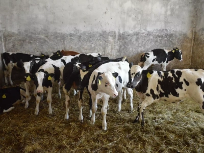 Jak zarabiać na wołowinie z bydła mlecznego? Dodatkowy dochód niedługo się przyda!