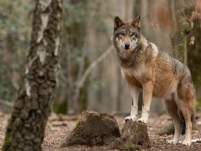 Boją się wilków, wystąpili o odstrzał. Jest decyzja