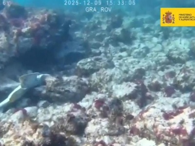 Nielegalna sieć z aniołkami. Dwa martwe okazy zagrożonego gatunku