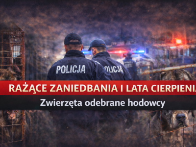 Rażące zaniedbania i lata cierpienia. Zwierzęta odebrane oskarżonemu hodowcy