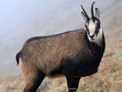 Trudny czas dla kozic. Teraz są narażone najbardziej