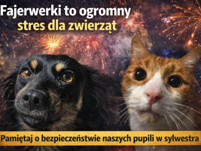 Sylwester bez huku — dlaczego to ważne nie tylko dla ludzi, ale przede wszystkim dla zwierząt