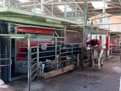 Jak uzyskać 40 kg mleka od krowy? Ponad 1000 robotów udojowych Lely w polskich oborach