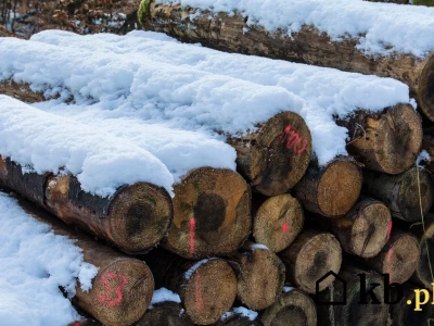 U leśniczego drewno kupisz za ułamek normalnej ceny. To opcja dostępna dla każdego