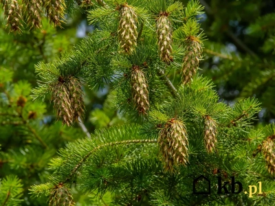 Rośnie nawet 80 cm rocznie! Dlaczego warto postawić na tę alternatywę dla tui?