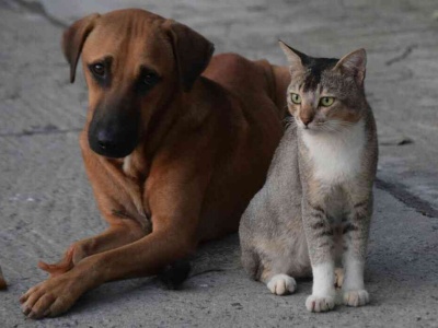 Nie tylko futro i ogon. Oto co odkryto o psach i kotach w 2025 roku