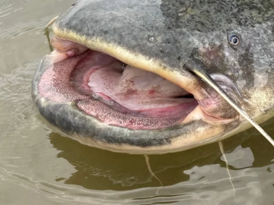 Sum nie dawał za wygraną, wędkarz się nie poddał. Tyle mierzyła gigantyczna ryba