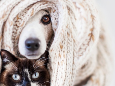 Fajerwerki dla psa lub kota to koszmar. Jak dziś uspokoić pupila?