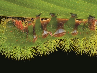 Tych gąsienic lepiej nie dotykać. Kryją przykrą niespodziankę