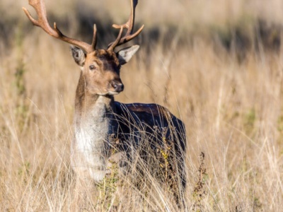 Jeleń wziął sprawy w swoje… poroże! Bele w rozsypce