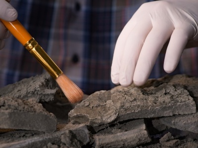 Odkryli je w pradawnych osadach. Ujawniają historię Oceanu Spokojnego