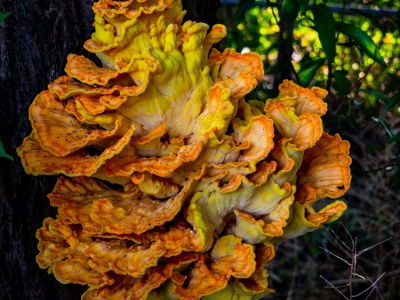 To nie „The Last of Us”, ale naukowcy są zaniepokojeni. Supergrzyb uodparnia się na leki i „uczy się” globalnego ocieplenia