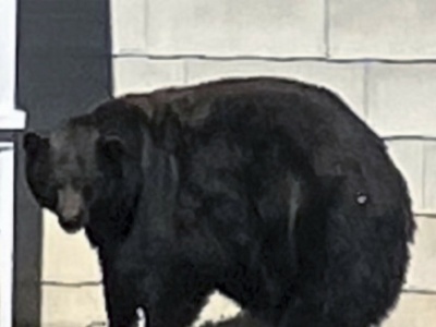 Niedźwiedź zamieszkał w piwnicy. Dziki lokator na razie się nie wynosi