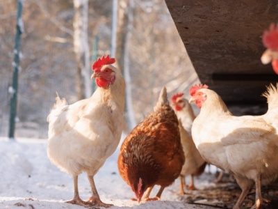 Ptasia grypa atakuje na całym świecie. W tym kraju chorobę udało się zahamować