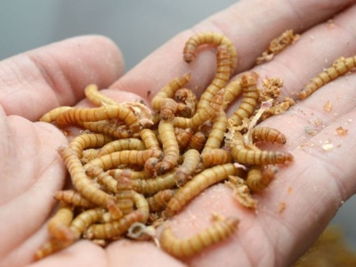 Bankructwo farmy „jadalnych owadów”. Czy to koniec lewackiego eksperymantu?