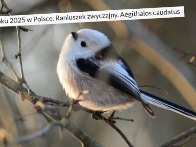 Raniuszek został ptakiem roku 2025, bo jest niezwykłym słodziakiem