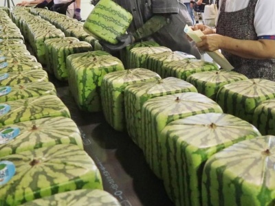 Kwadratowe arbuzy z Kraju Kwitnącej Wiśni. Owoc-widzimisię o jakim nie śniło się nawet smakoszom