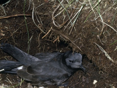 Bardzo rzadki ptak pojawił się w Polsce. Został znaleziony na ławce