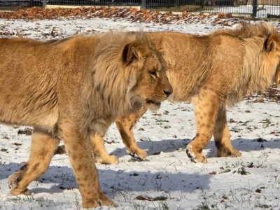 Chorzów/ Zoo apeluje o niewykorzystywanie fajerwerków w noc sylwestrową
