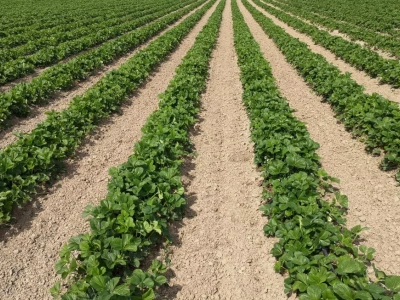 Nowy Rok 2026 – czego możemy się spodziewać się na rynku przemysłowych truskawek i malin?