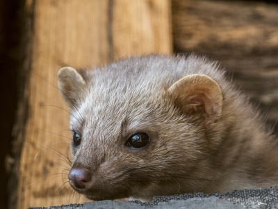 Wystarczy, że położysz w domu. Kuny będą uciekać, gdzie pieprz rośnie
