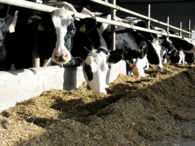 Embriotransfer – postęp genetyczny na wyciągnięcie ręki