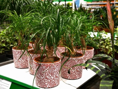 Ta roślina jest niemal niezniszczalna. Teściowa nazywa ją 