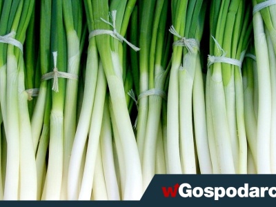 Nowe zasady importu roślin