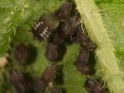 Mszyce rozwijają odporność na biologiczne drapieżniki – nowe wyzwanie dla rolników