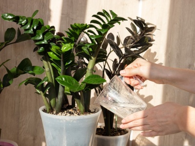 Rośliny dla opornych. Są piękne i bardzo wytrzymałe. Wybaczą ci niejeden błąd