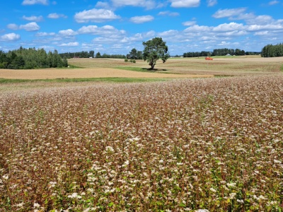 Krajowy Fundusz Stabilizacji Cen w rolnictwie. Co jeszcze zapowiada 2026 r.?