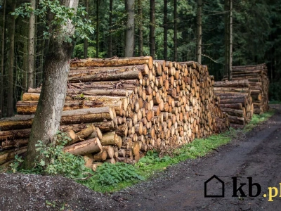 Ile naprawdę waży metr sześcienny drewna? Dlaczego różnice między rodzajami drewna są tak duże?